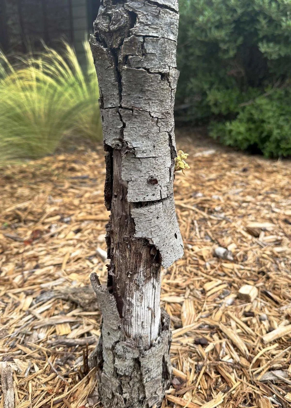 How to Prevent Sun Scald on Young Trees in Southern Utah | Tree